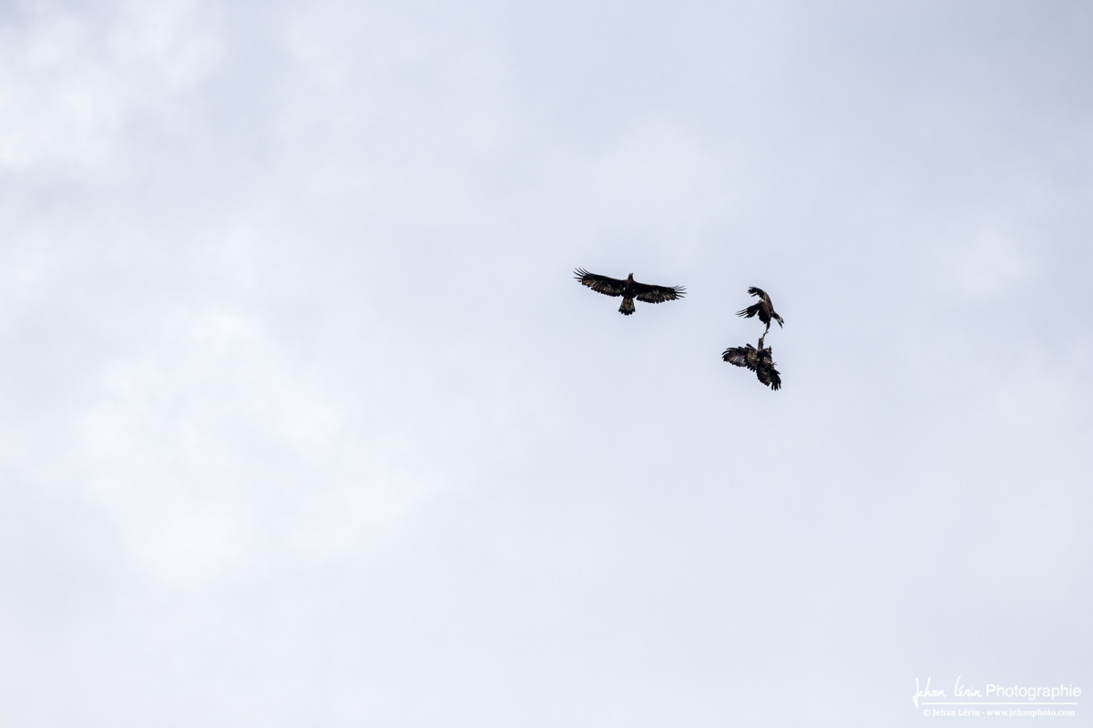 aigles royaux