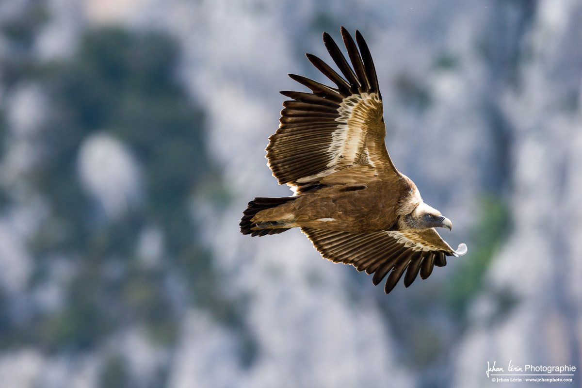 vautour fauve