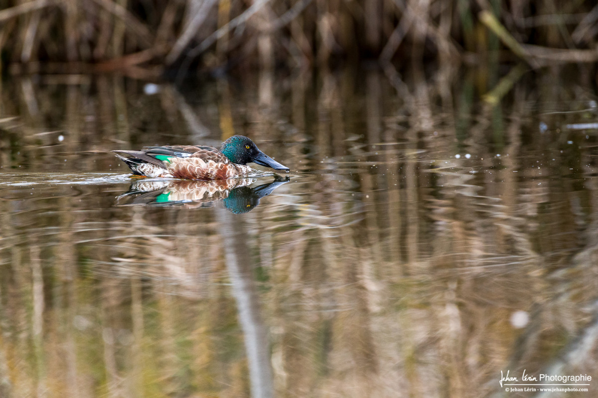 Reconnaissable par son bec plat et sa tête aux multiples reflets vert, un canard souchet se promène proche de l'observatoire.