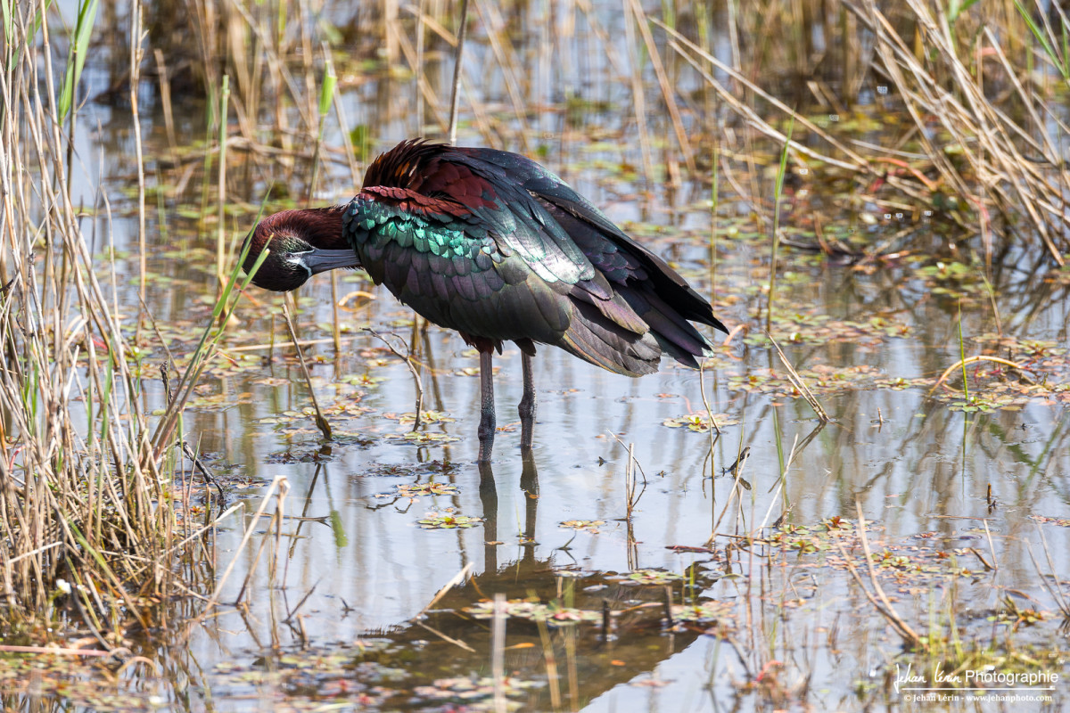 Toilettage de l'Ibis