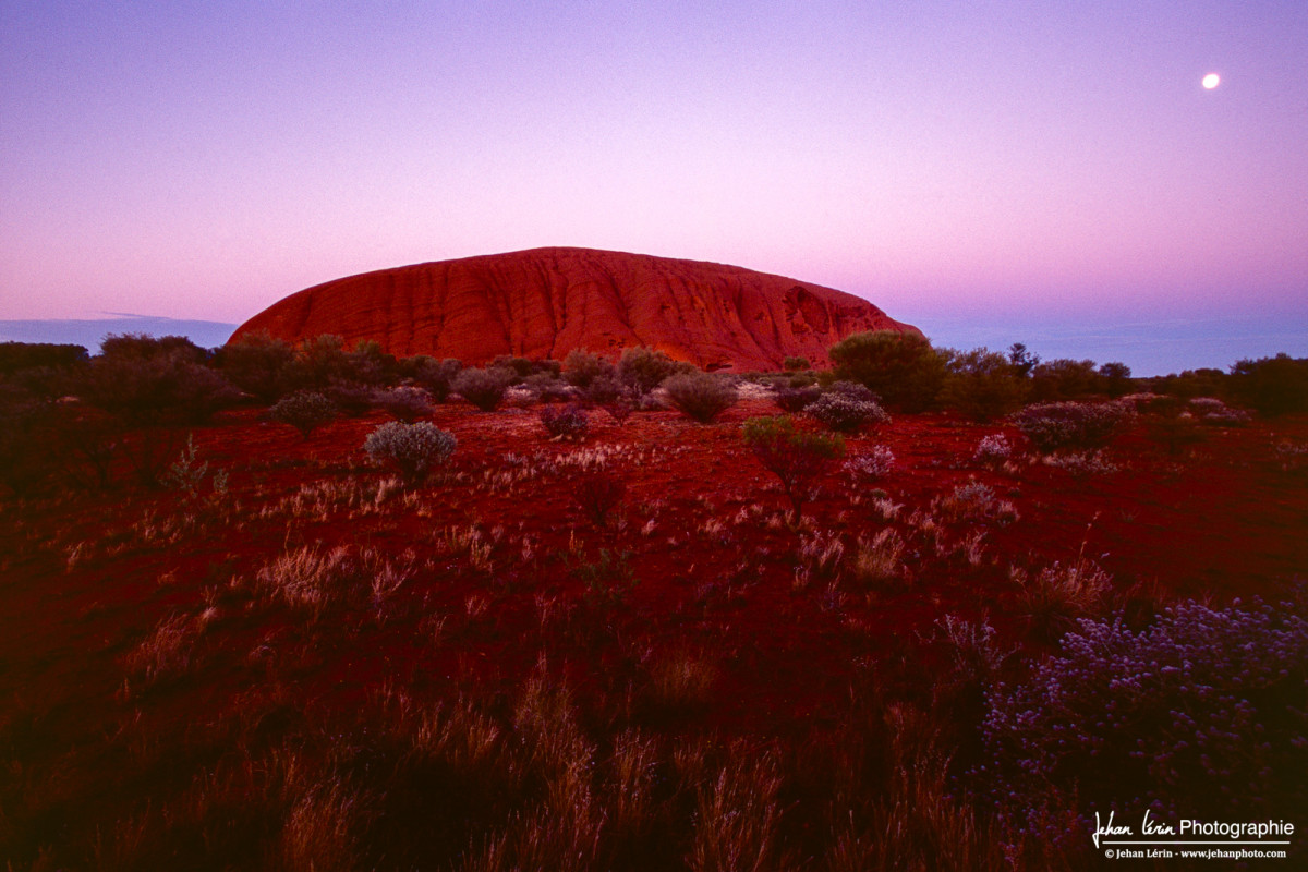 Uluru au coucher de soleil (sept 2006) - Uluru Kata Tujta National Park, Australie - Canon 1VHS & EF 35/1.4 L - Fuji Velvia 100