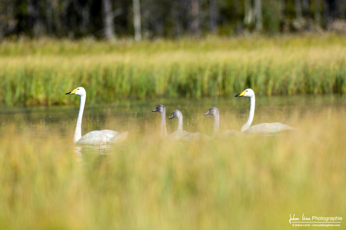 Famille de cygnes chanteurs