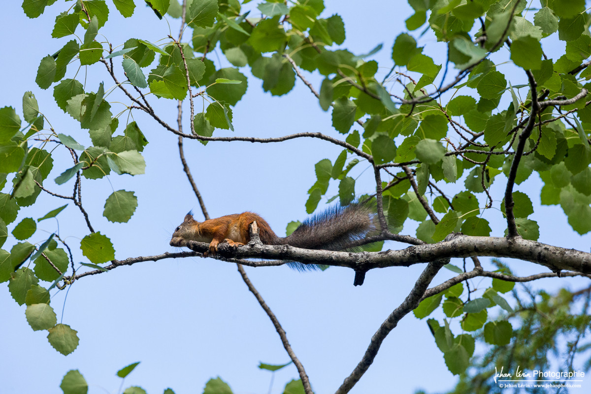 Écureuil roux