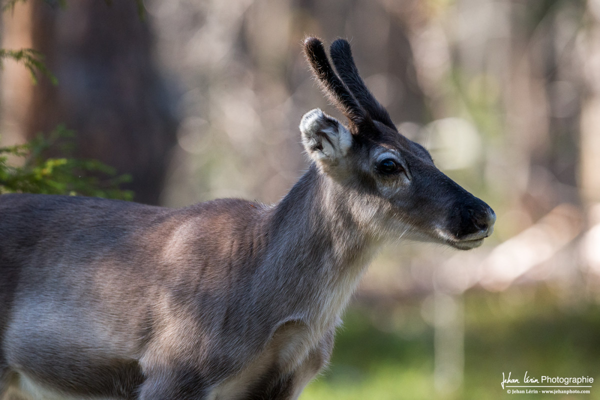Jeune renne