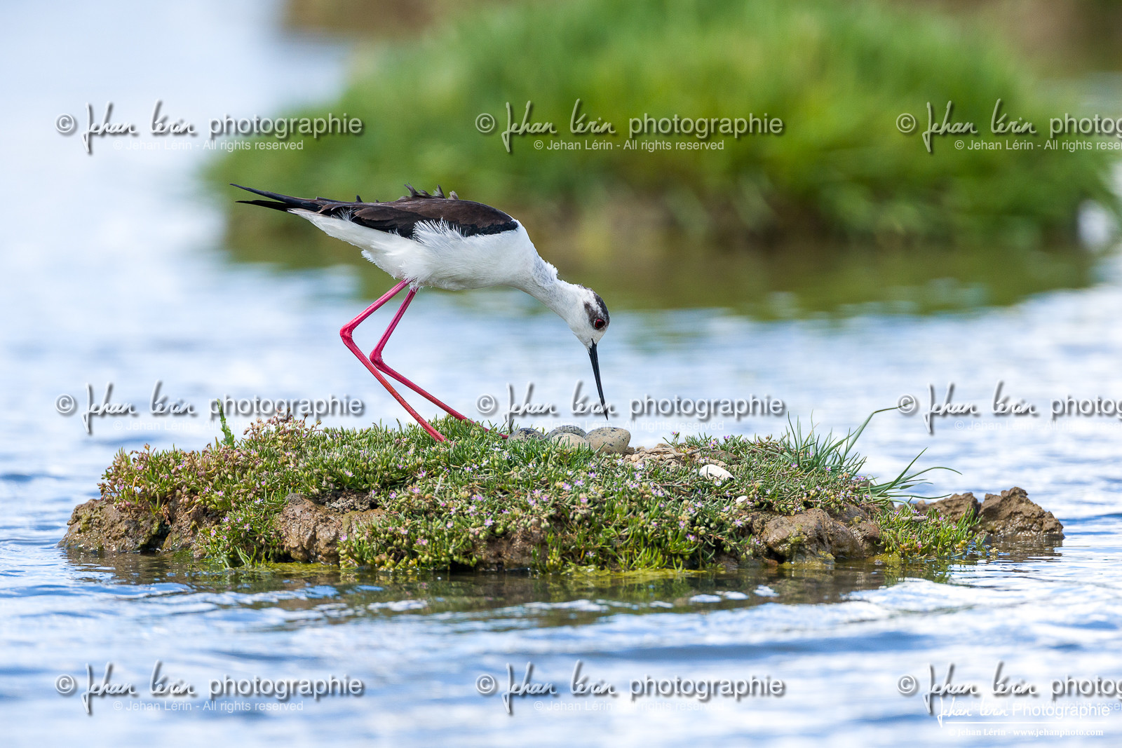 Échasse Blanche - Black Winged Stilt