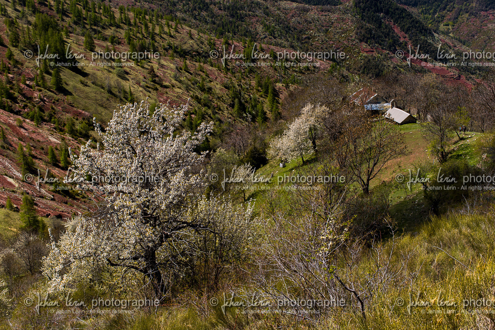 trek-loueve-dome-du-barrot-amen-loueve_alpes-maritimes_1dx_06-05-2016-2747.jpg