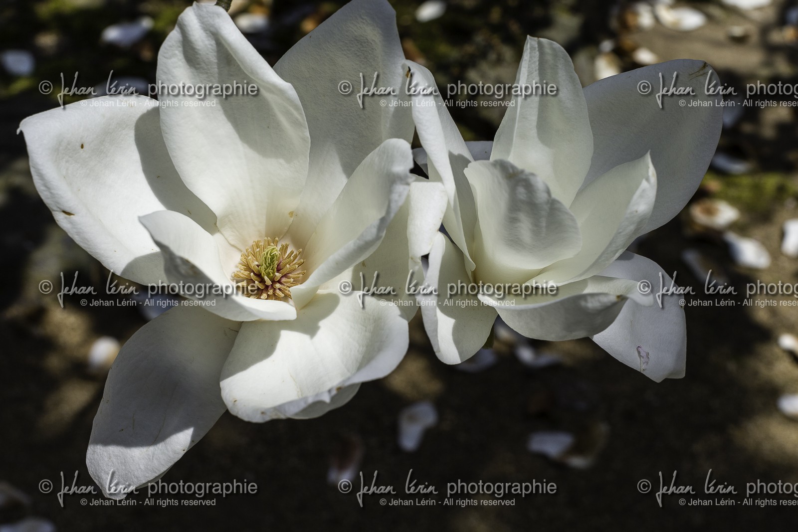 negoroji_temple-82_shikoku_japon_09-04_2014-4507.jpg