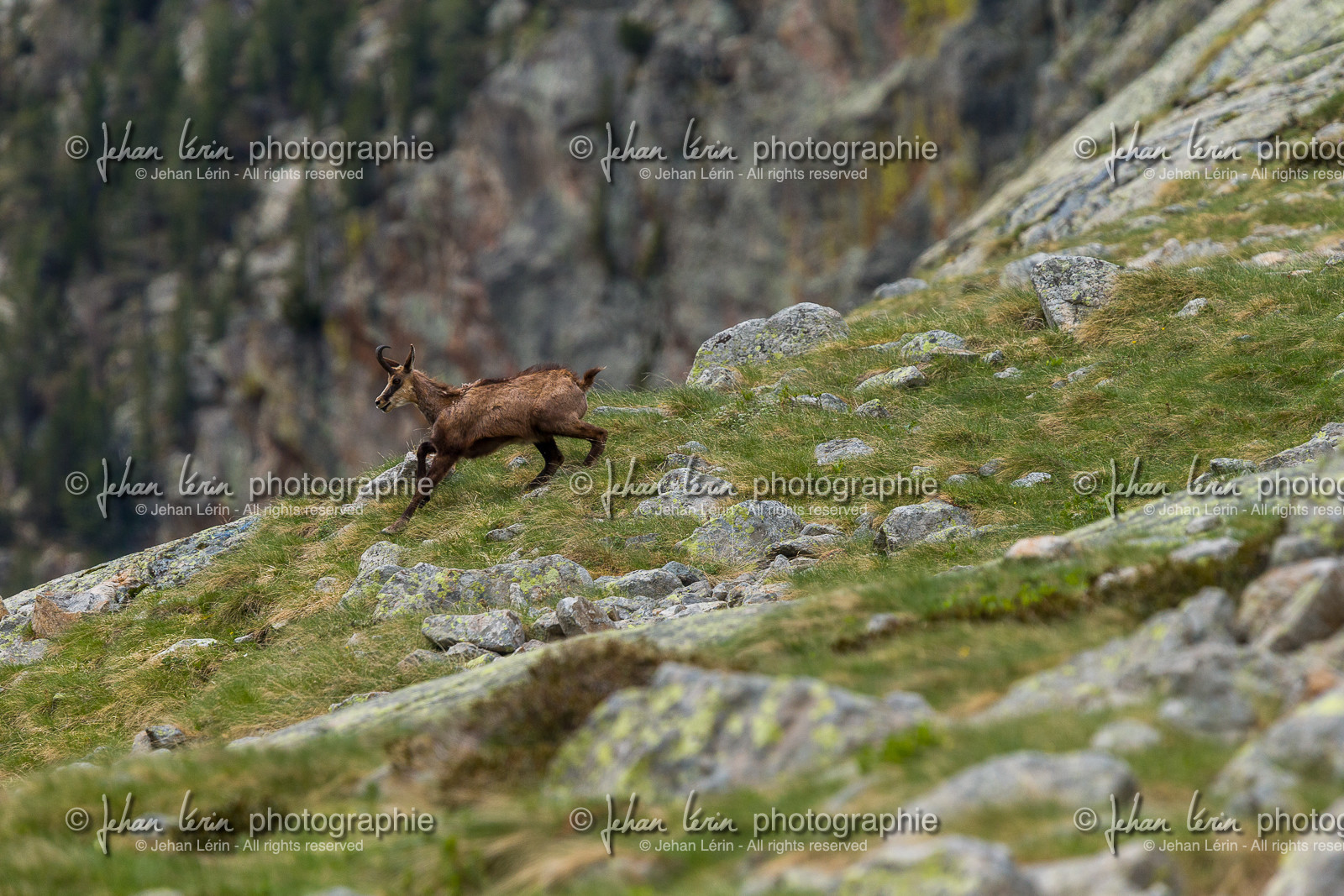 chamois_la-gordolasque_mercantour_jl_1dx_20-05-2020-0361.jpg