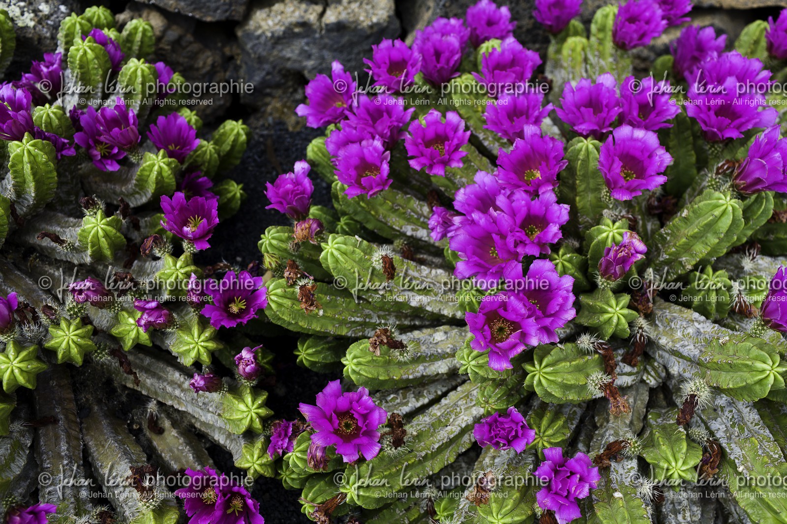 lanzarote_05-06-2011-0139-2-660-772.jpg