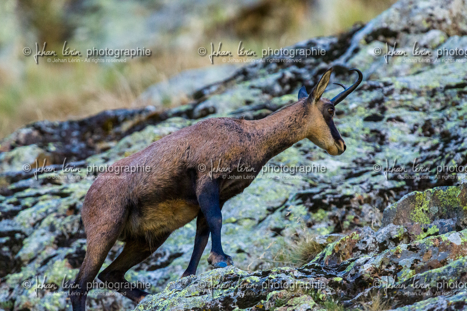 chamois_refuge-de-nice-lac-autier_jl_5d3_12-08-2017-0044.jpg