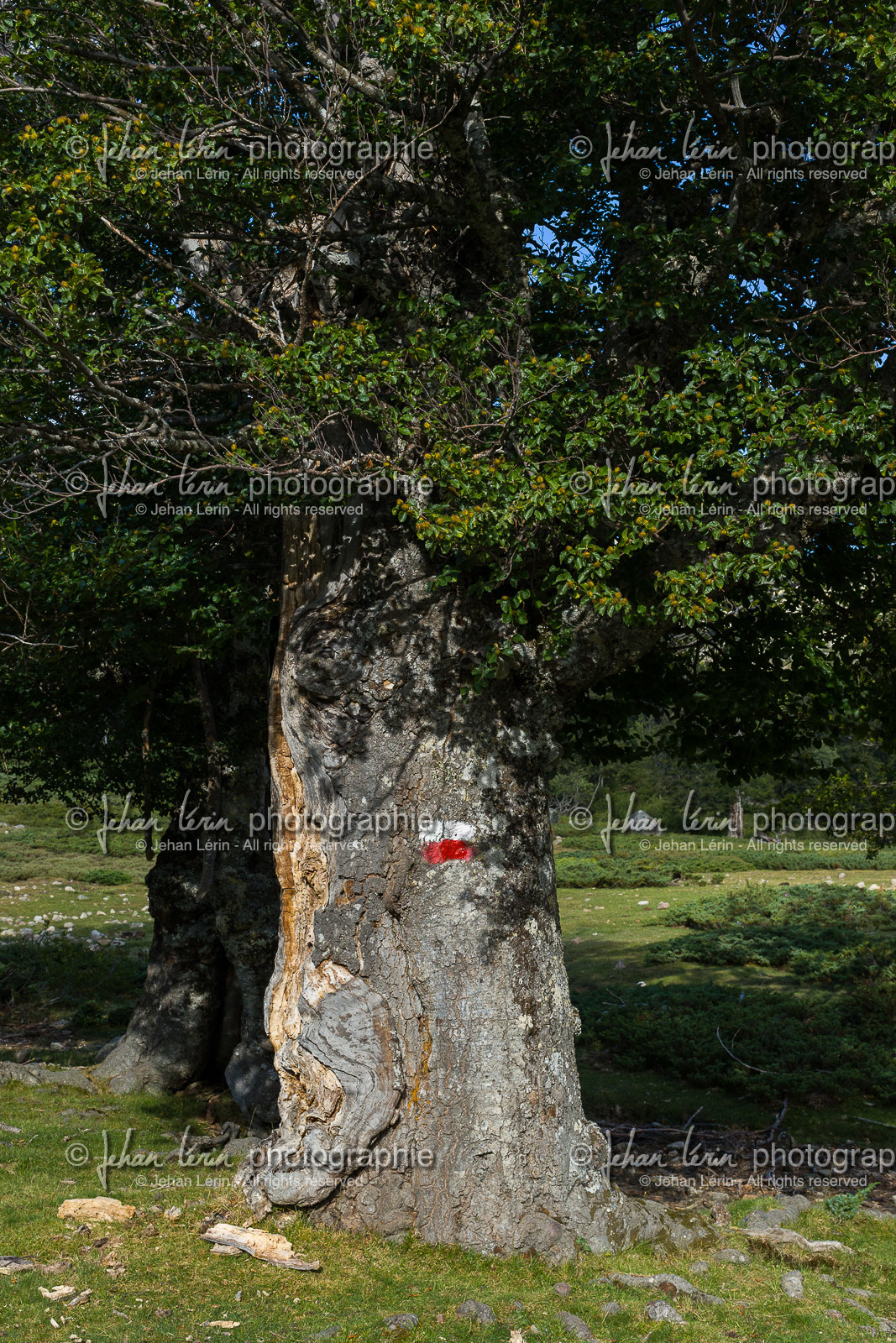 gr20_corse_jl_1dx_25-07-2016-0899.jpg
