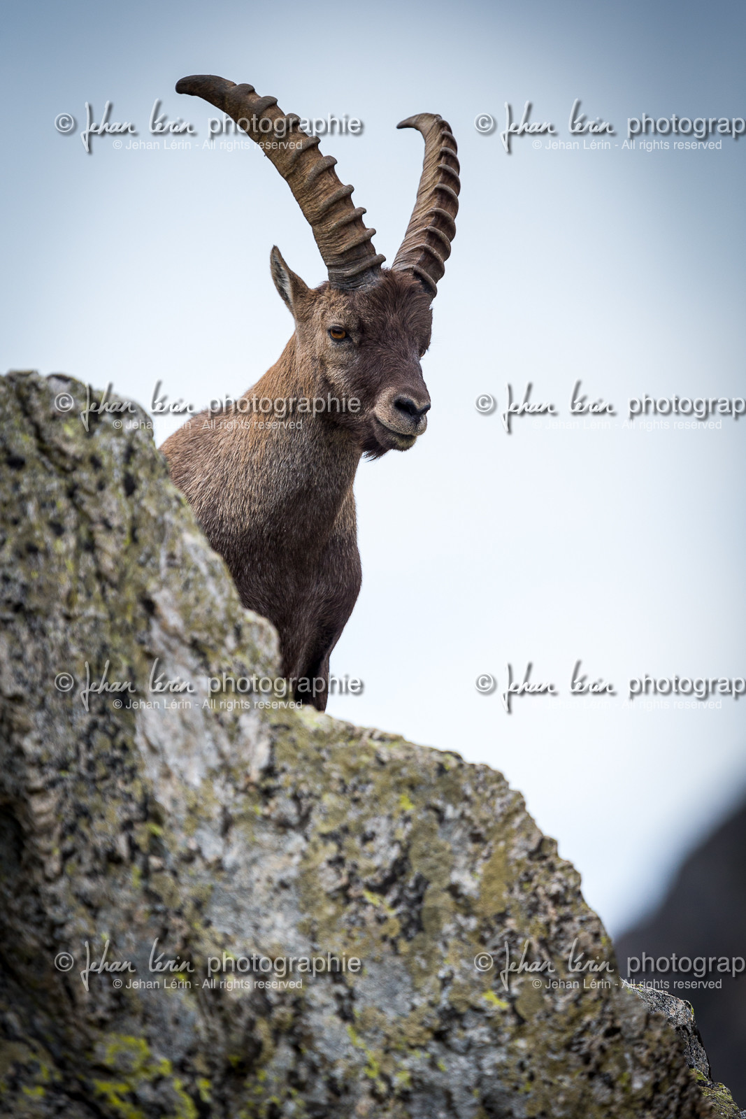 bouquetin_refuge-de-nice-lac-autier_jl_1dx_13-08-2017-0107.jpg