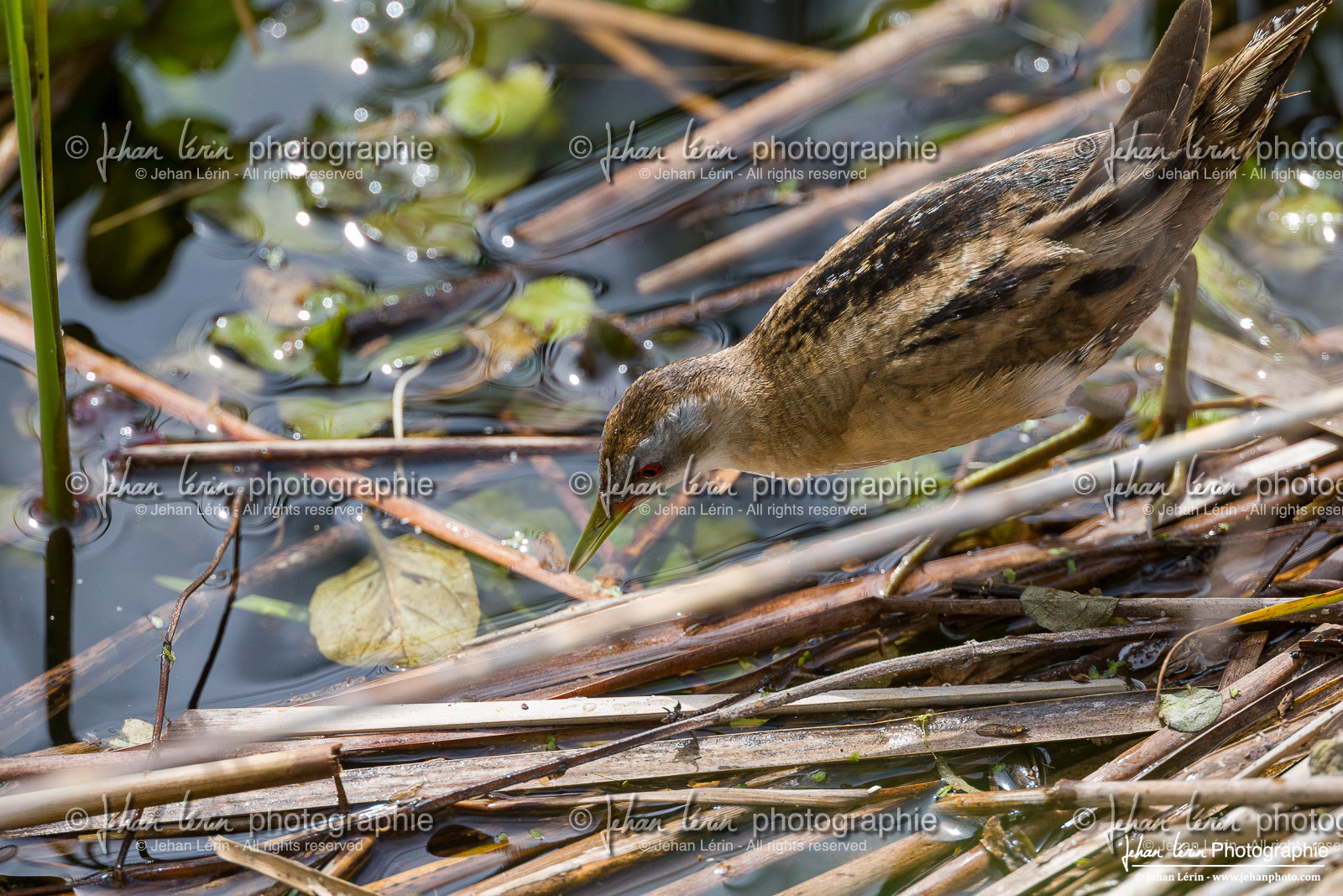 Marouette Poussin - Little Crake