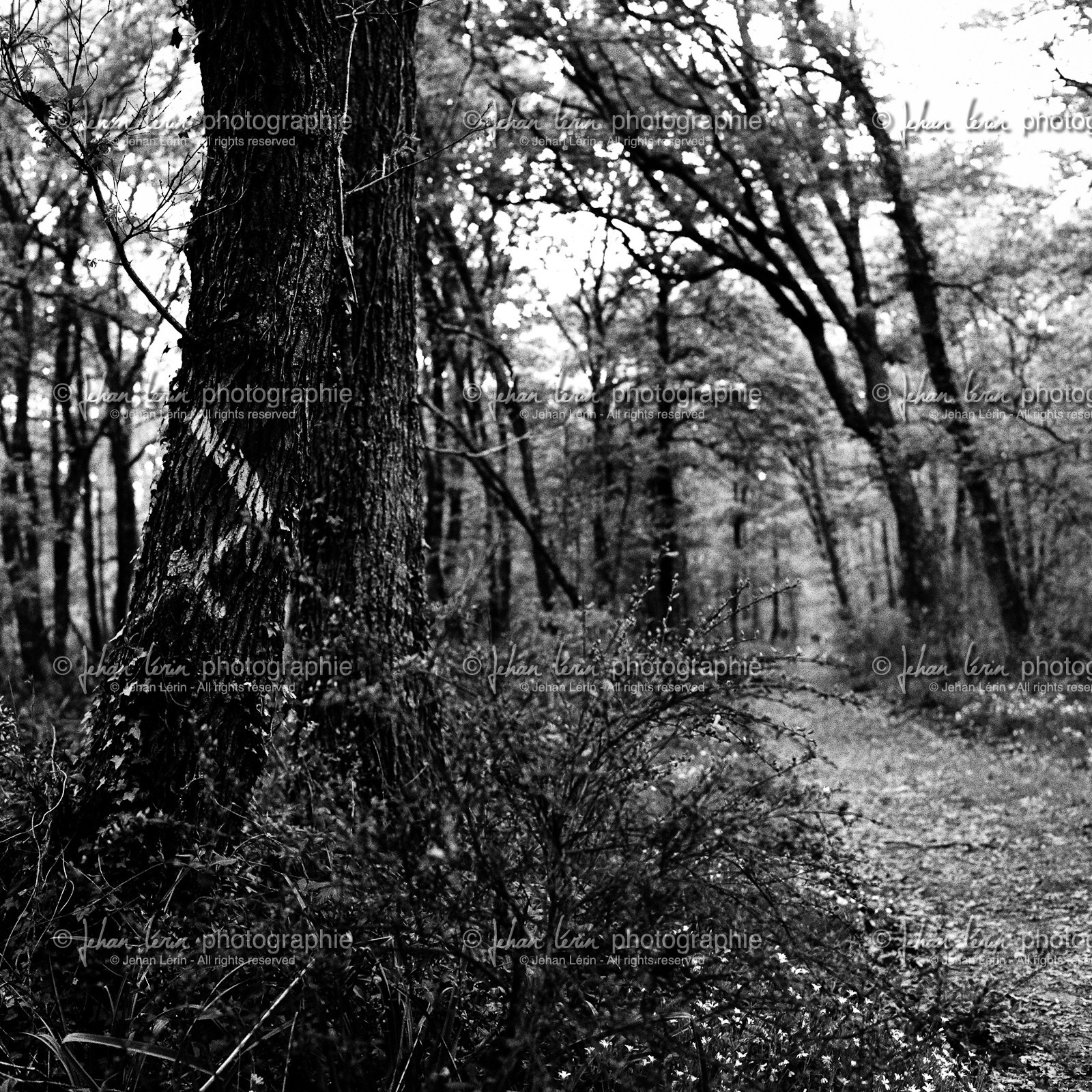 forest2.jpg