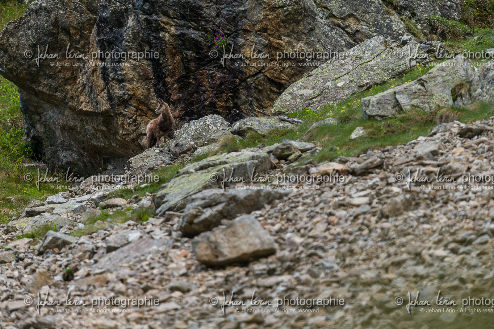 chamois_la-gordolasque_mercantour_jl_1dx_20-05-2020-0100.jpg