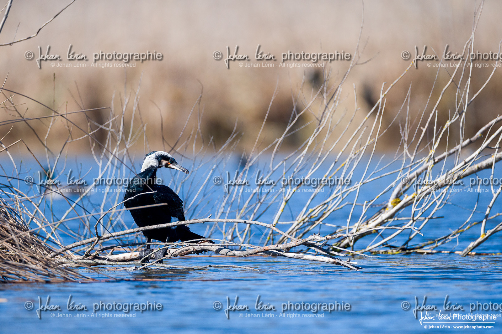 Grand Cormoran - Great Cormorant