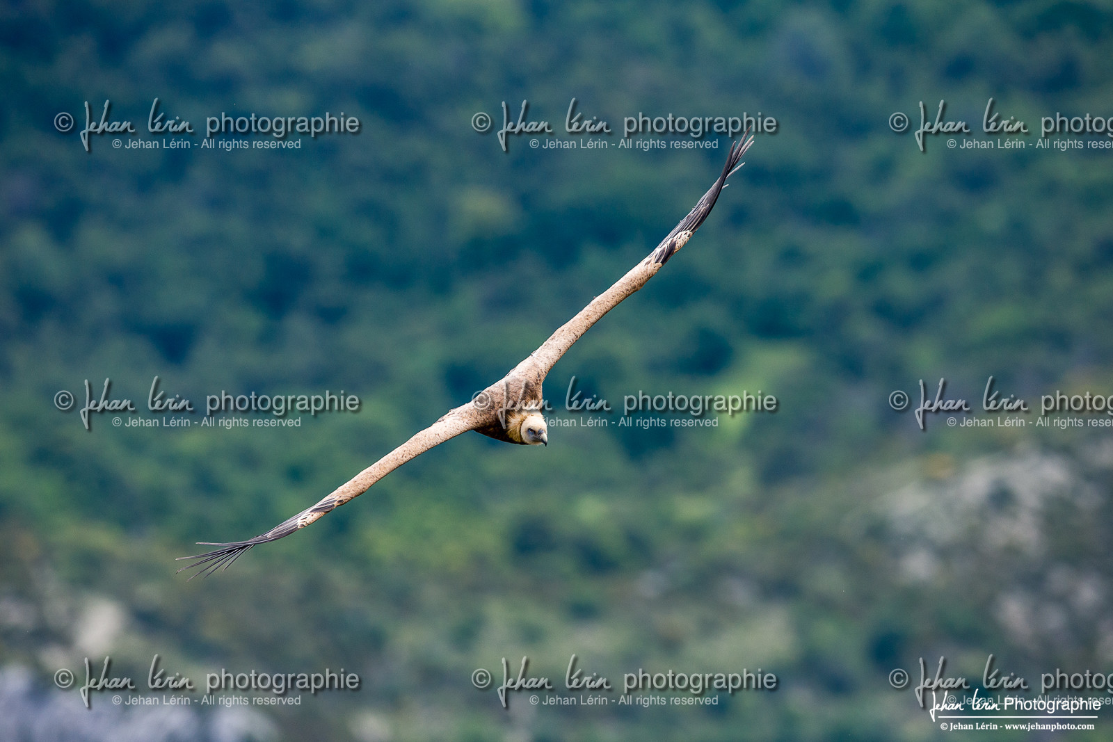 Vautour fauve