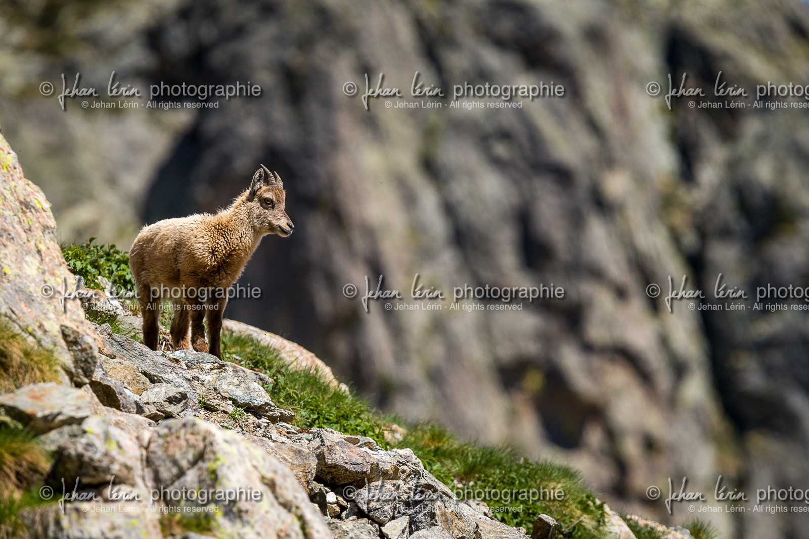 bouquetin_lac-de-fenestre_1dx_23-06-2019-0132.jpg
