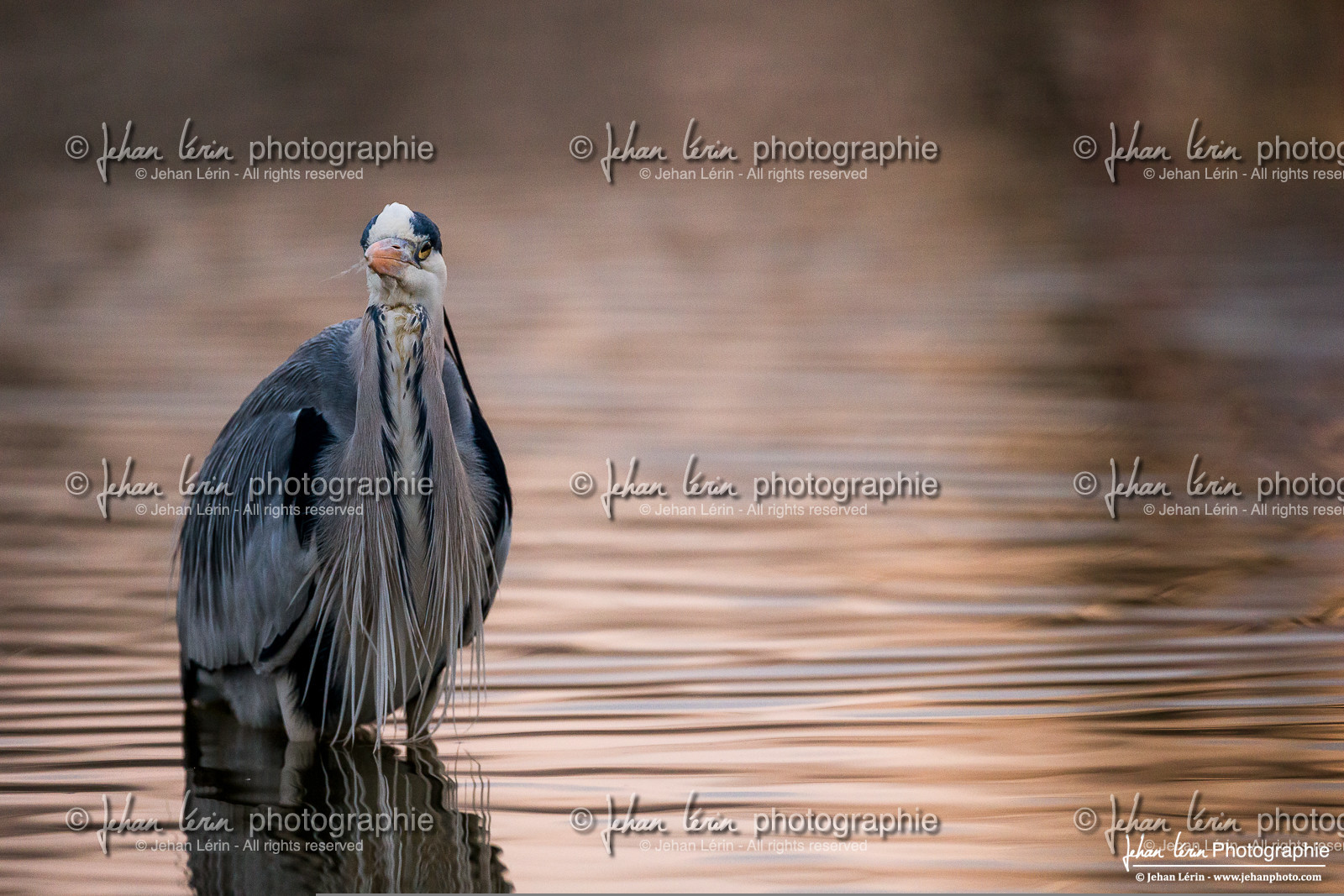 Héron Cendré - Gray Heron