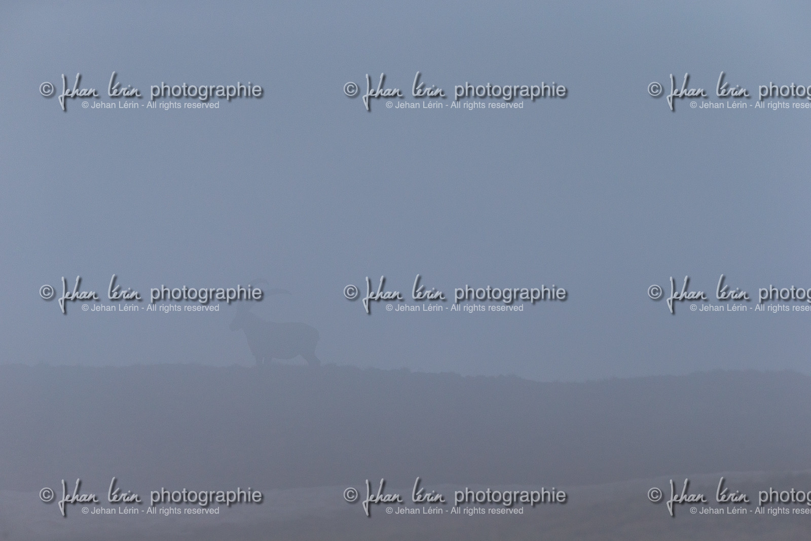 bouquetin_lacs-de-vens_tortisse_jl_1dx_12-07-2020-0121.jpg