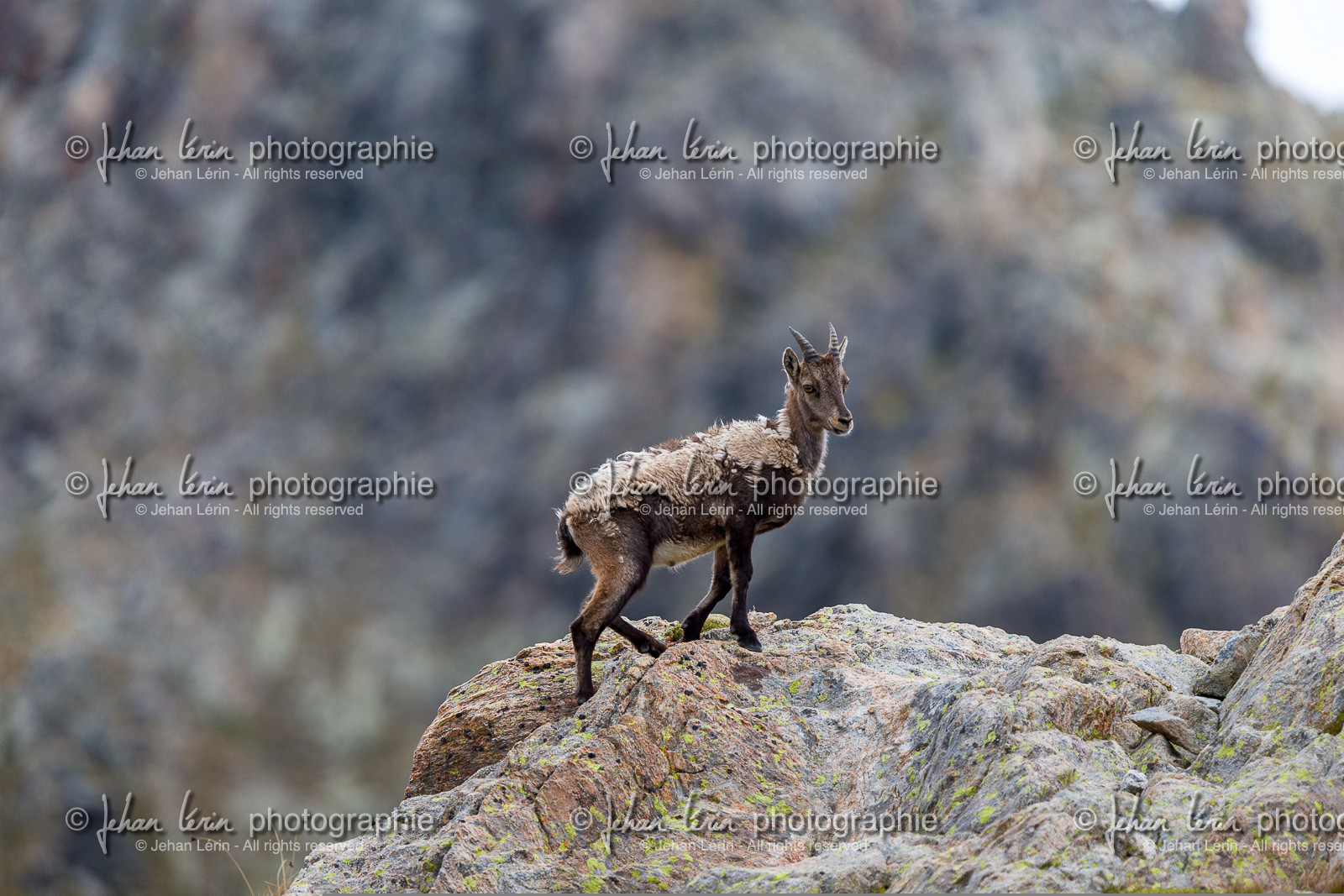 bouquetin_refuge-de-nice-lac-autier_jl_1dx_13-08-2017-0094.jpg