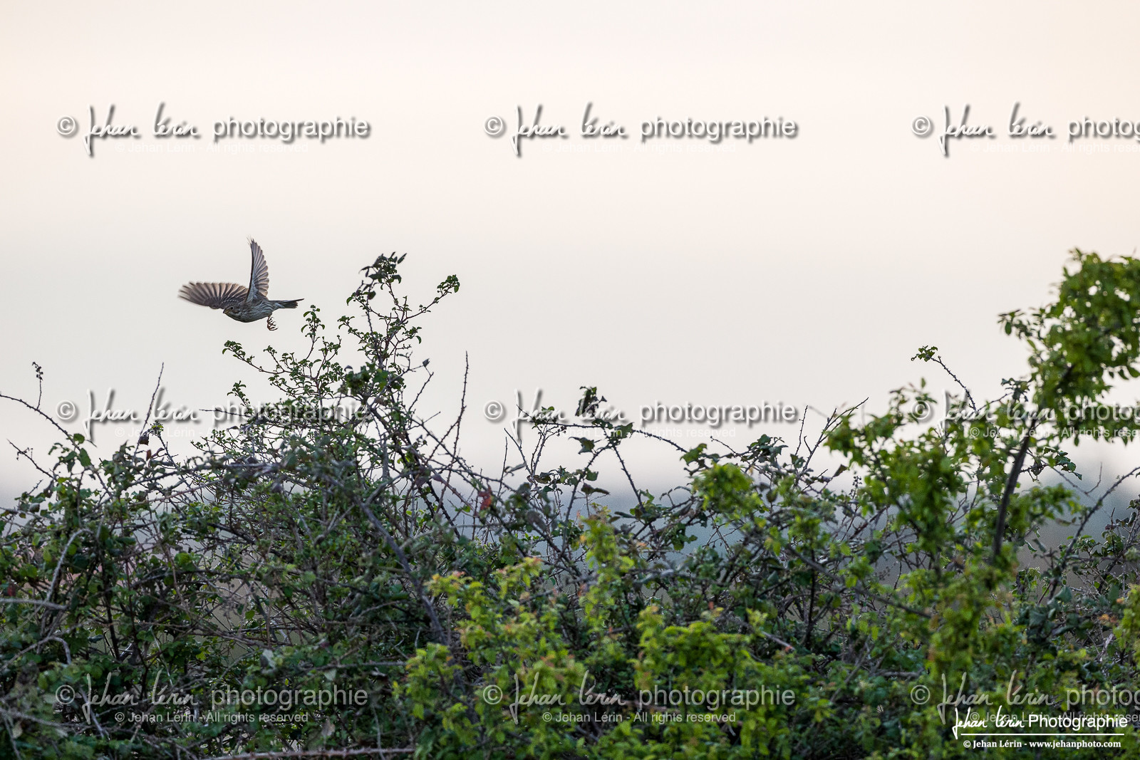 Alouette des Champs - Skylark : Alauda Arvensis