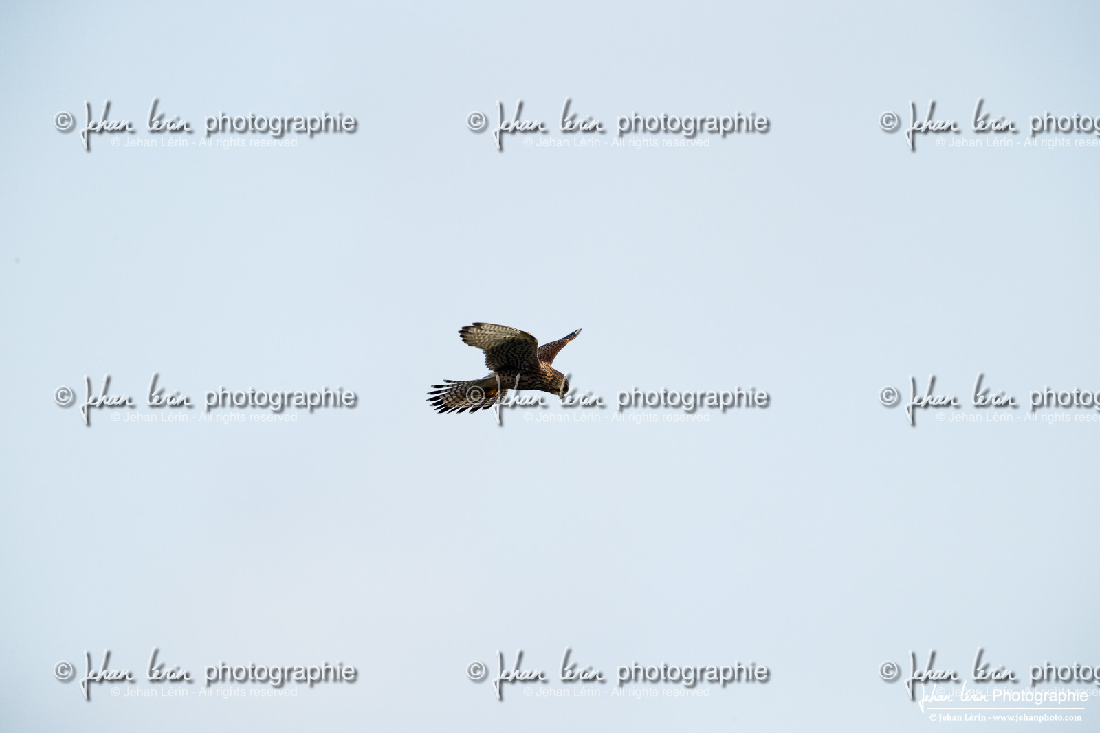 Faucon Crécerelle - Common Kestrel