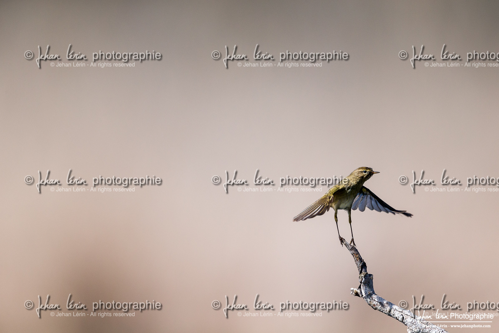 Pouillot Véloce - Common Chiffchaff Pouillot Véloce - Common Chiffchaff