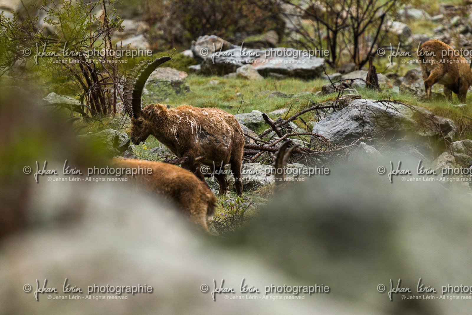 bouquetins_la-gordolasque_mercantour_jl_1dx_11-05-2020-0047.jpg