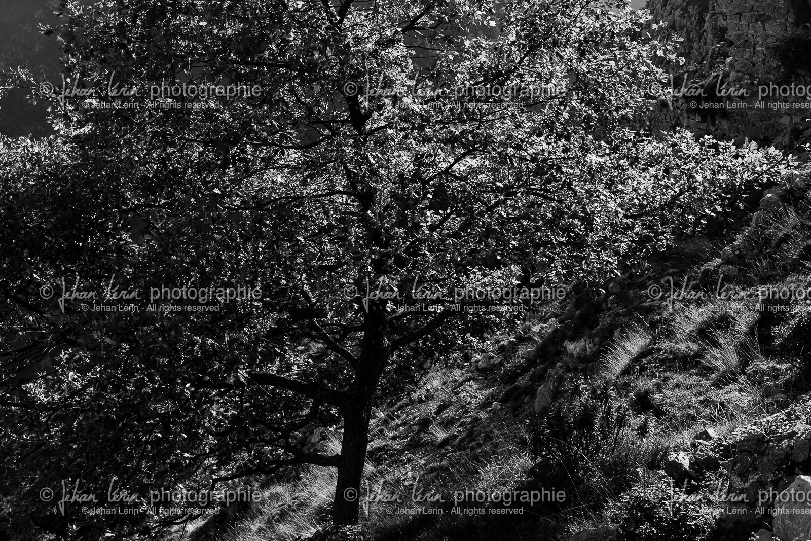 rocca-spaviera_coaraze_alpes-maritimes_08-11-2015-1147.jpg
