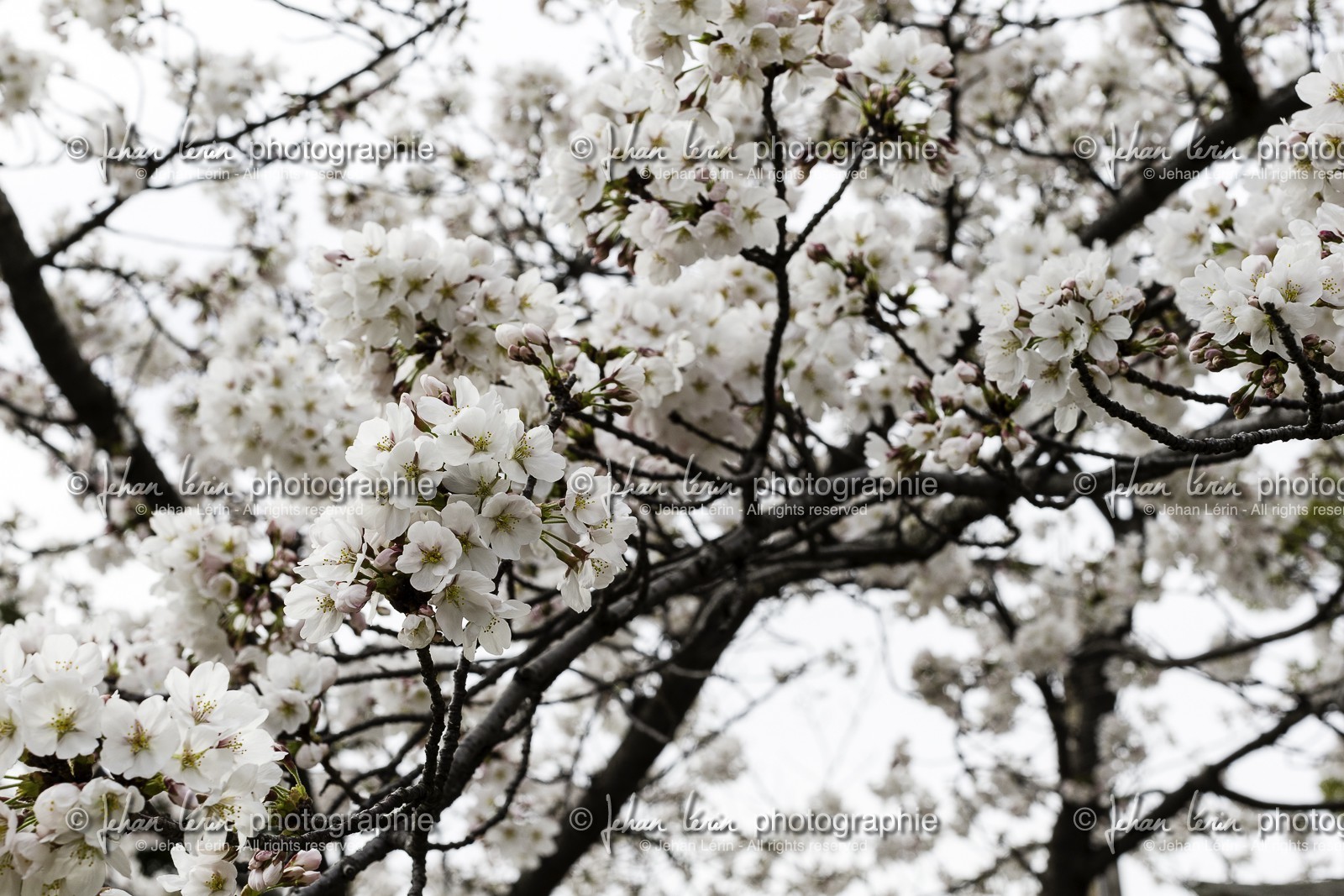 nankobo_temple-55_shikoku_japon_31-03_2014-3517.jpg