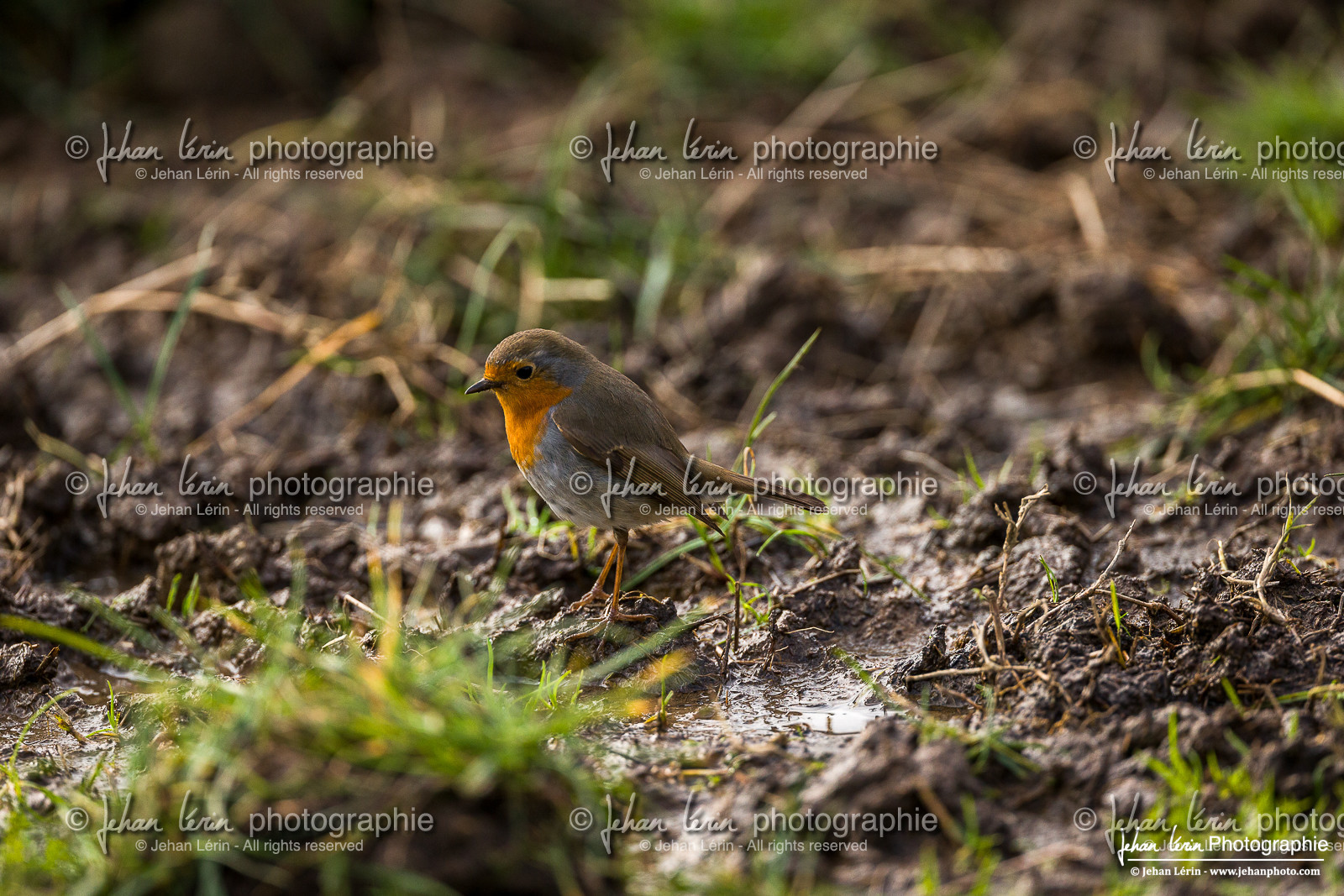 Rougegorge familier - European Robin