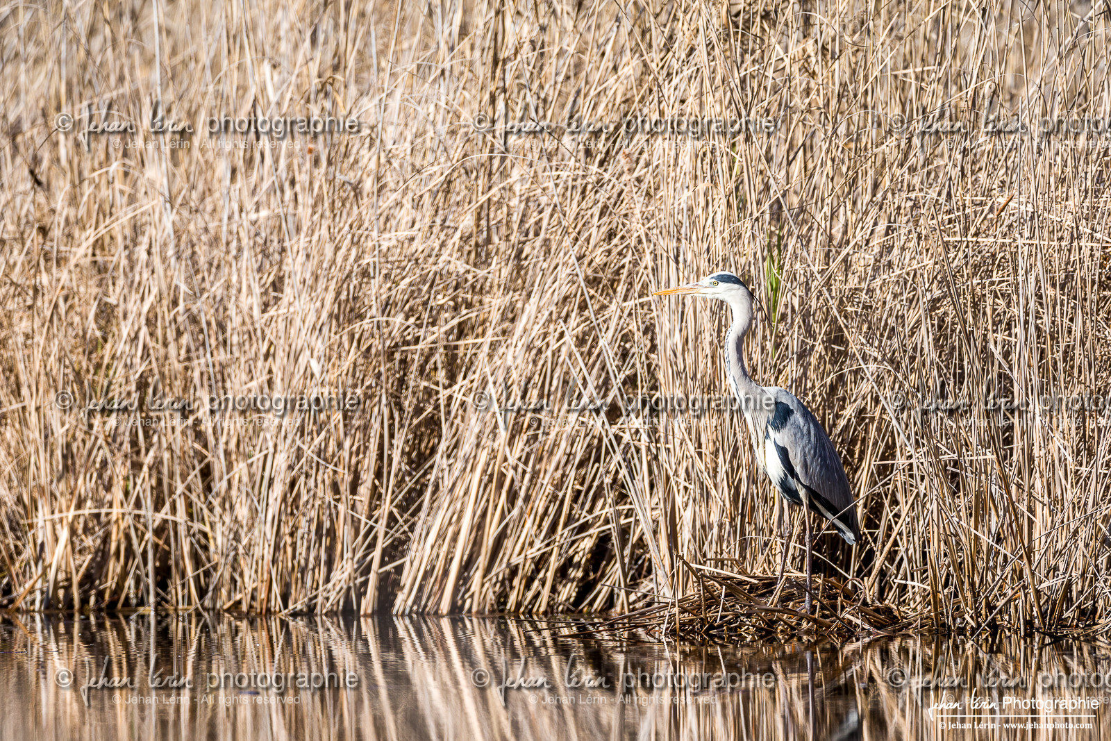 Héron Cendré - Gray Heron Héron Cendré - Gray Heron