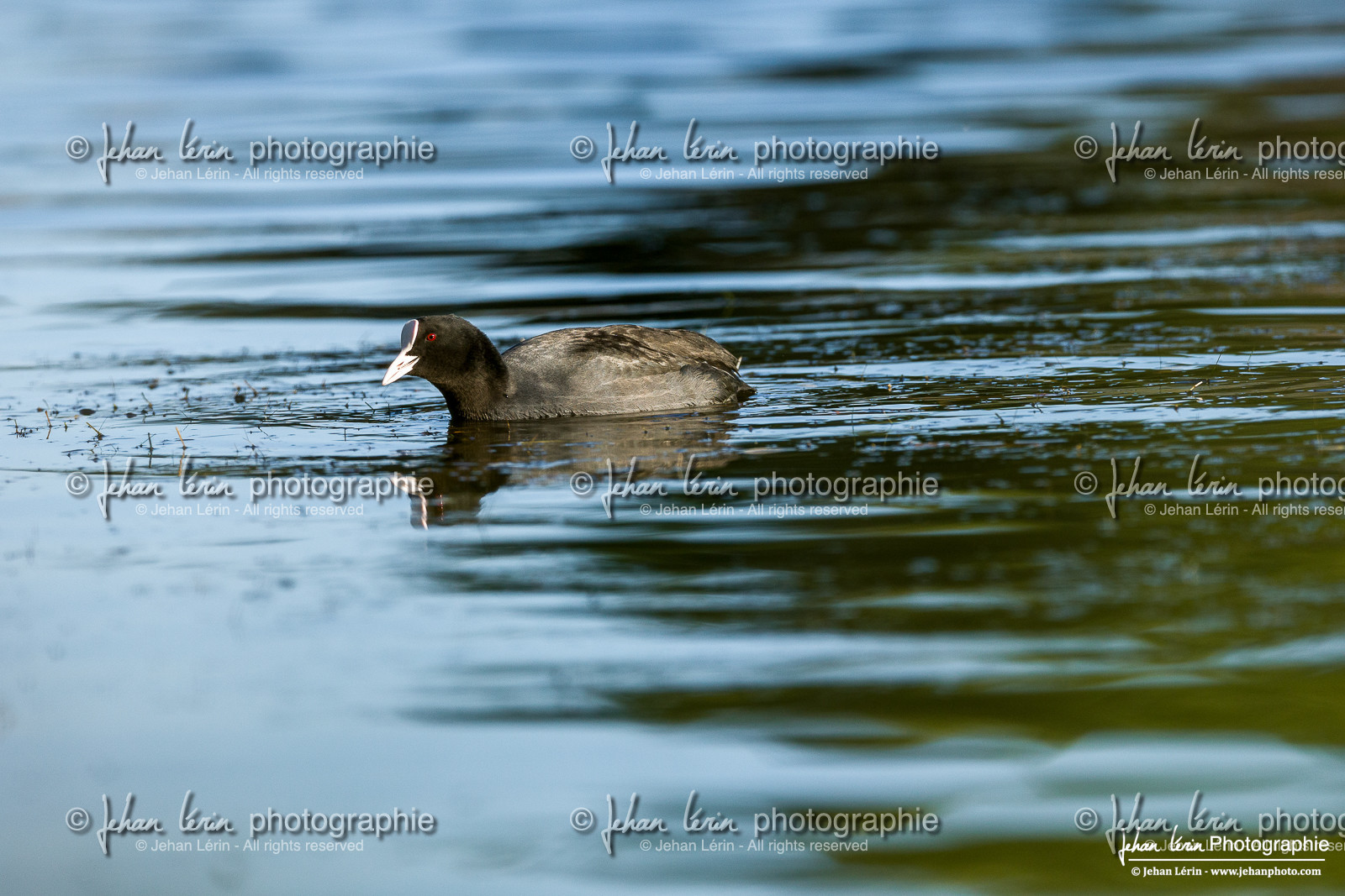 Foulque Macroule - Eurasian Coot : Fulica atra