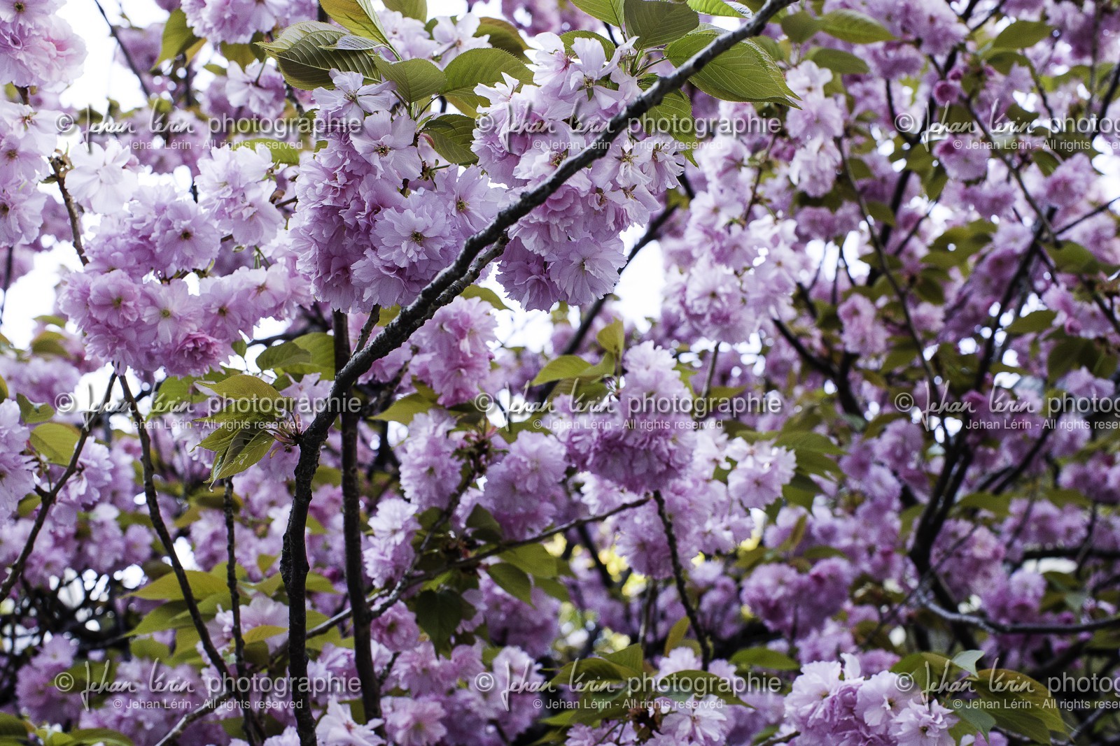 ohatsu-tenjin-sanctuary_osaka_japon_jl_1dx_14-04-2014-4801.jpg