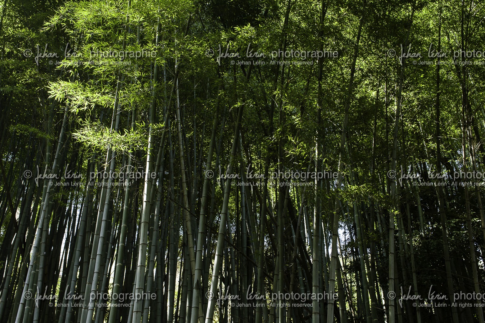 senyuji_temple-58_shikoku_japon_01-04_2014-3567.jpg