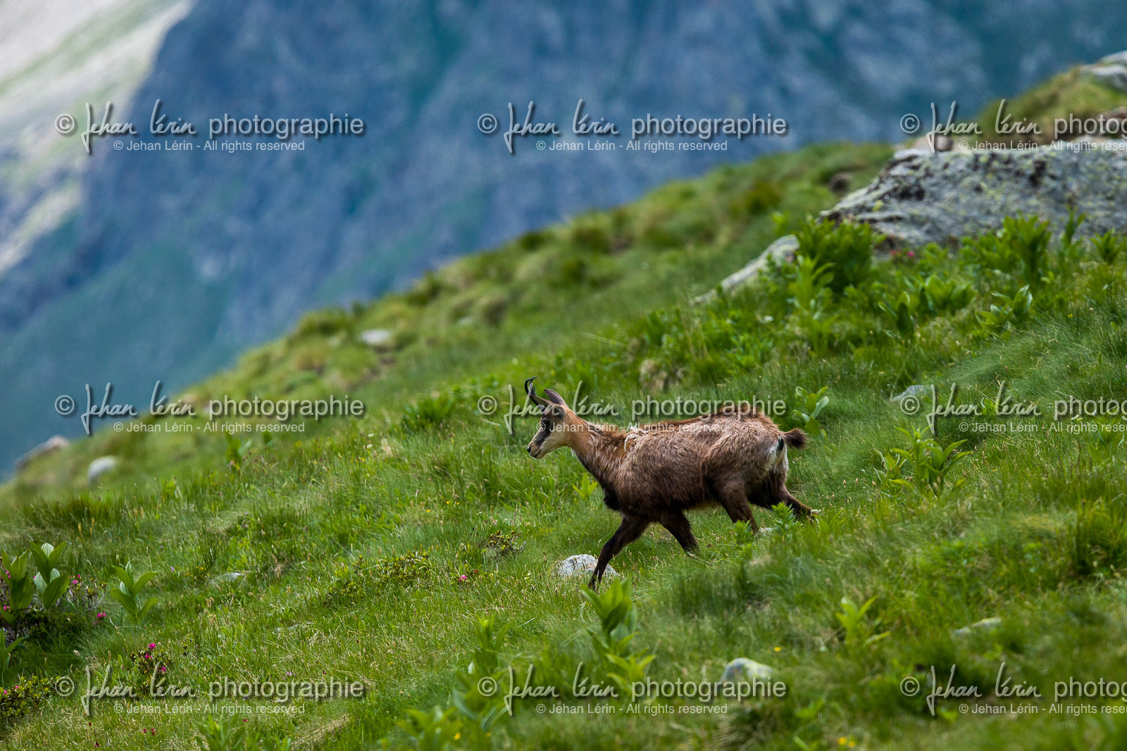 chamois_lac-autier_la-gordolasque_jl_1dx_28-06-2020-0001.jpg