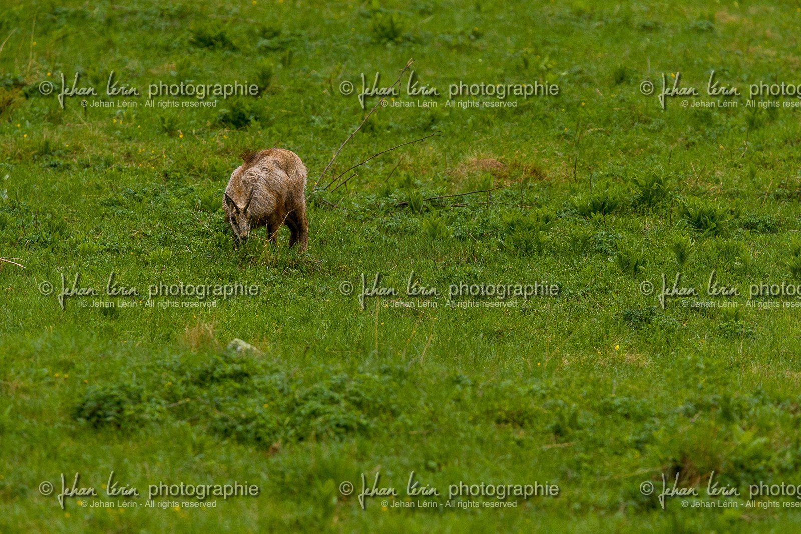 chamois_la-gordolasque_mercantour_jl_1dx_11-05-2020-0194.jpg