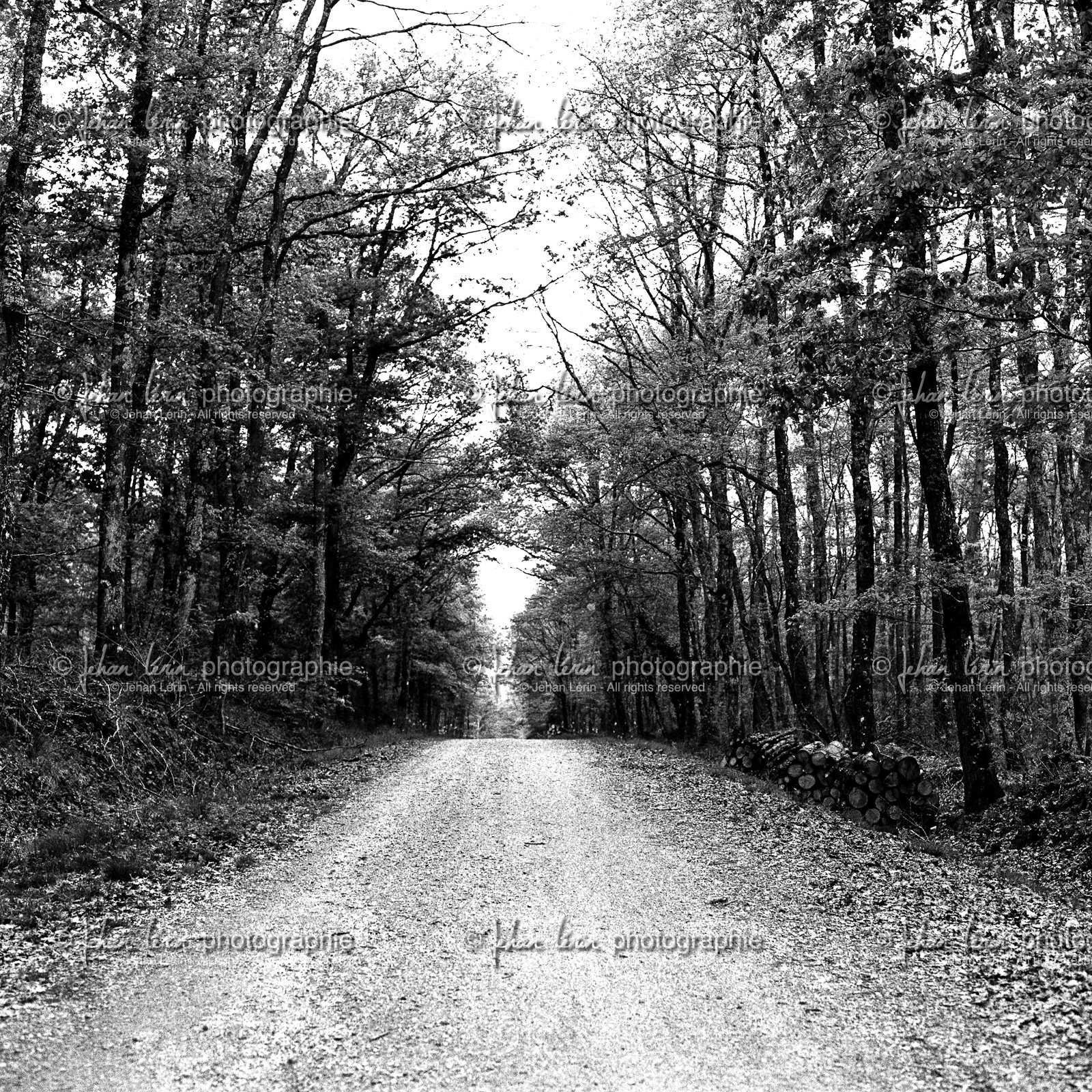 forest5.jpg