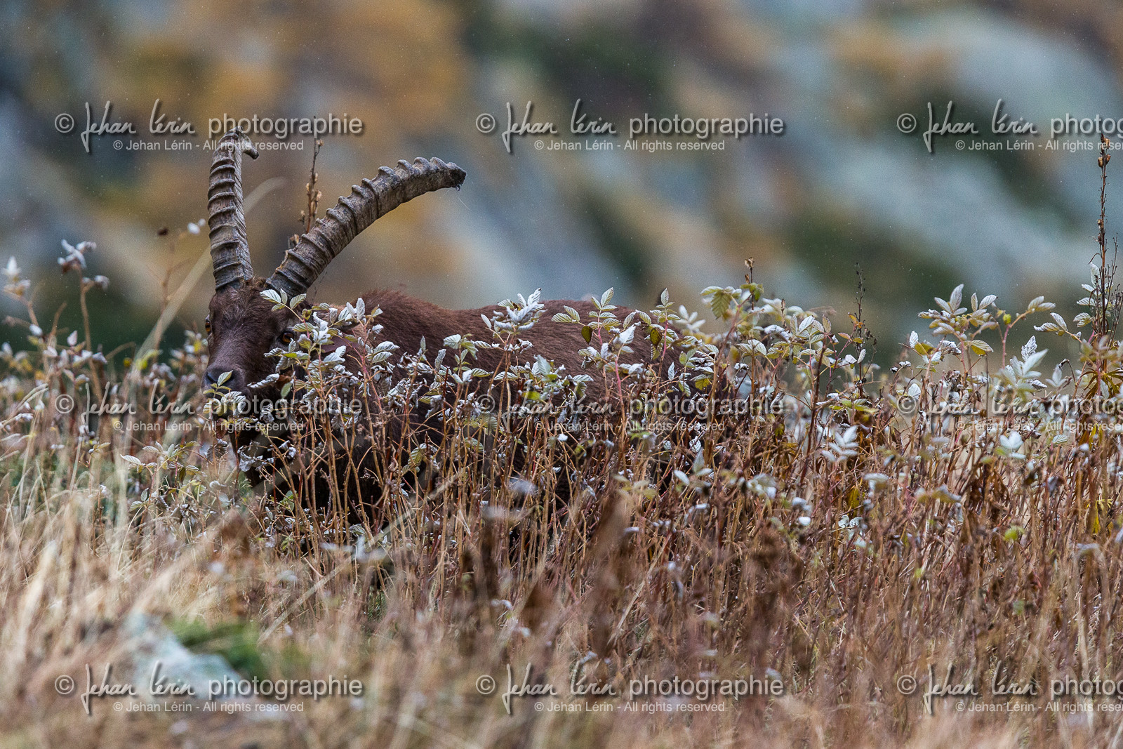 la-gordolasque_jehan-lerin_jl_1dx_11-11-2021-0060.jpg