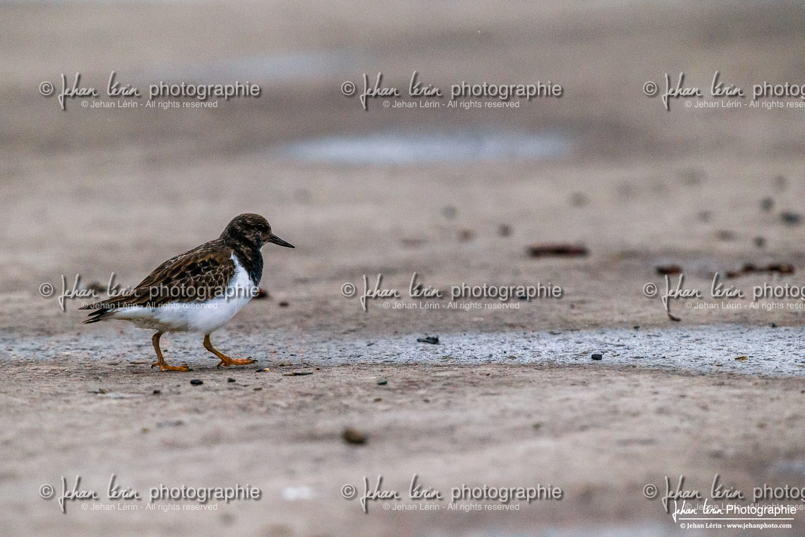 Tournepierre à Collier - Ruddy Turnstone