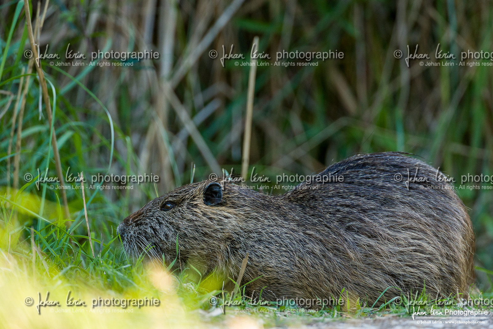 Ragondin - Coypu