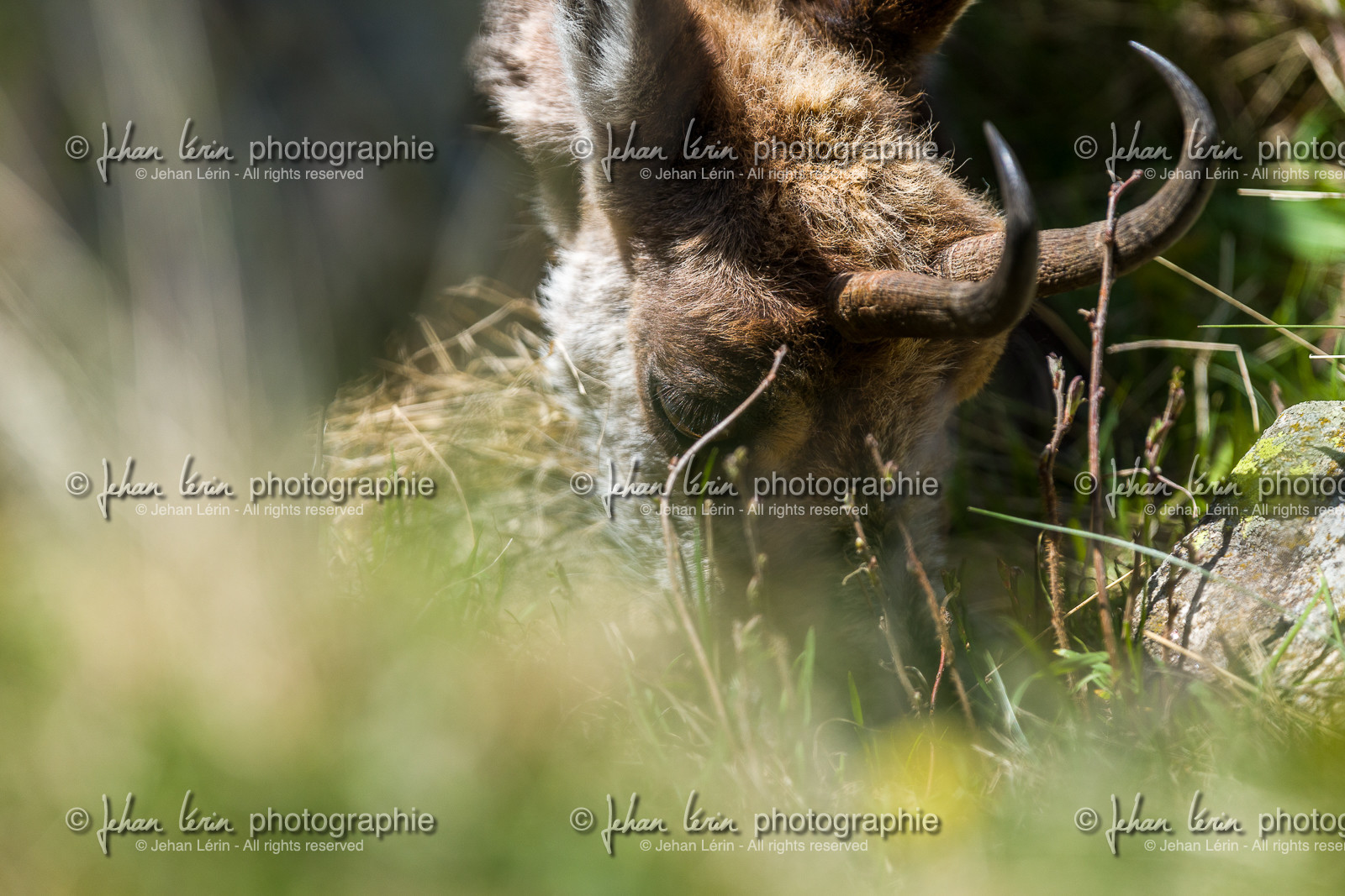 chamois_la-gordolasque_mercantour_jl_1dx_20-05-2020-0709.jpg