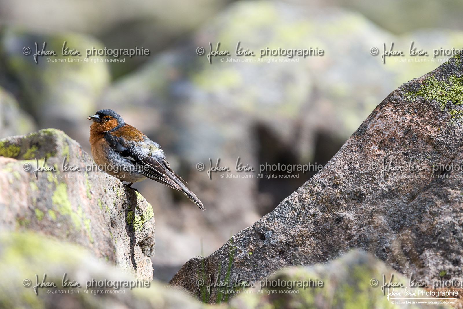 Pinson des Arbres - Common Chaffinch