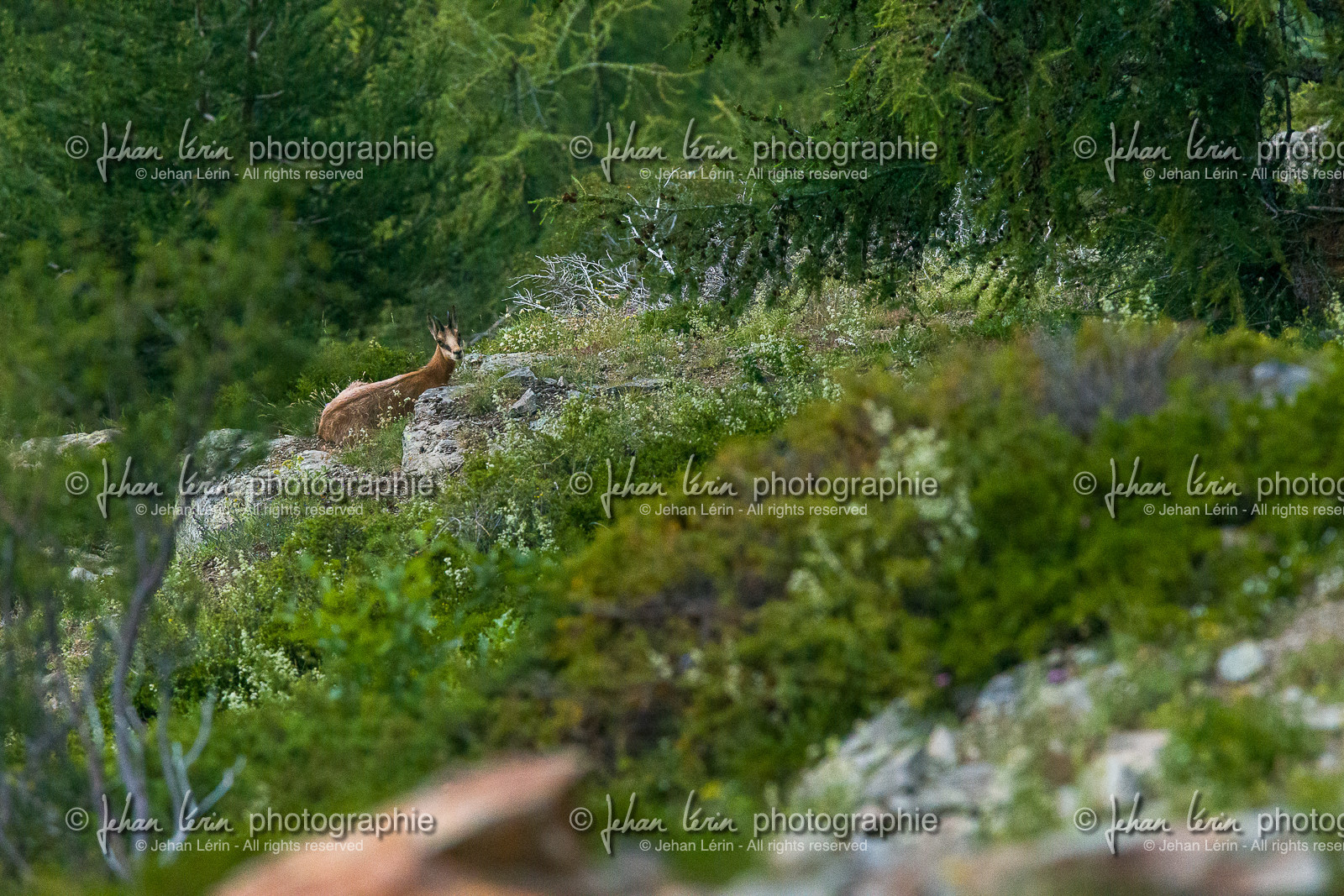 chamois_lacs-de-vens_tortisse_jl_1dx_12-07-2020-0204.jpg chamois_lacs-de-vens_tortisse_jl_1dx_12-07-2020-0204.jpg