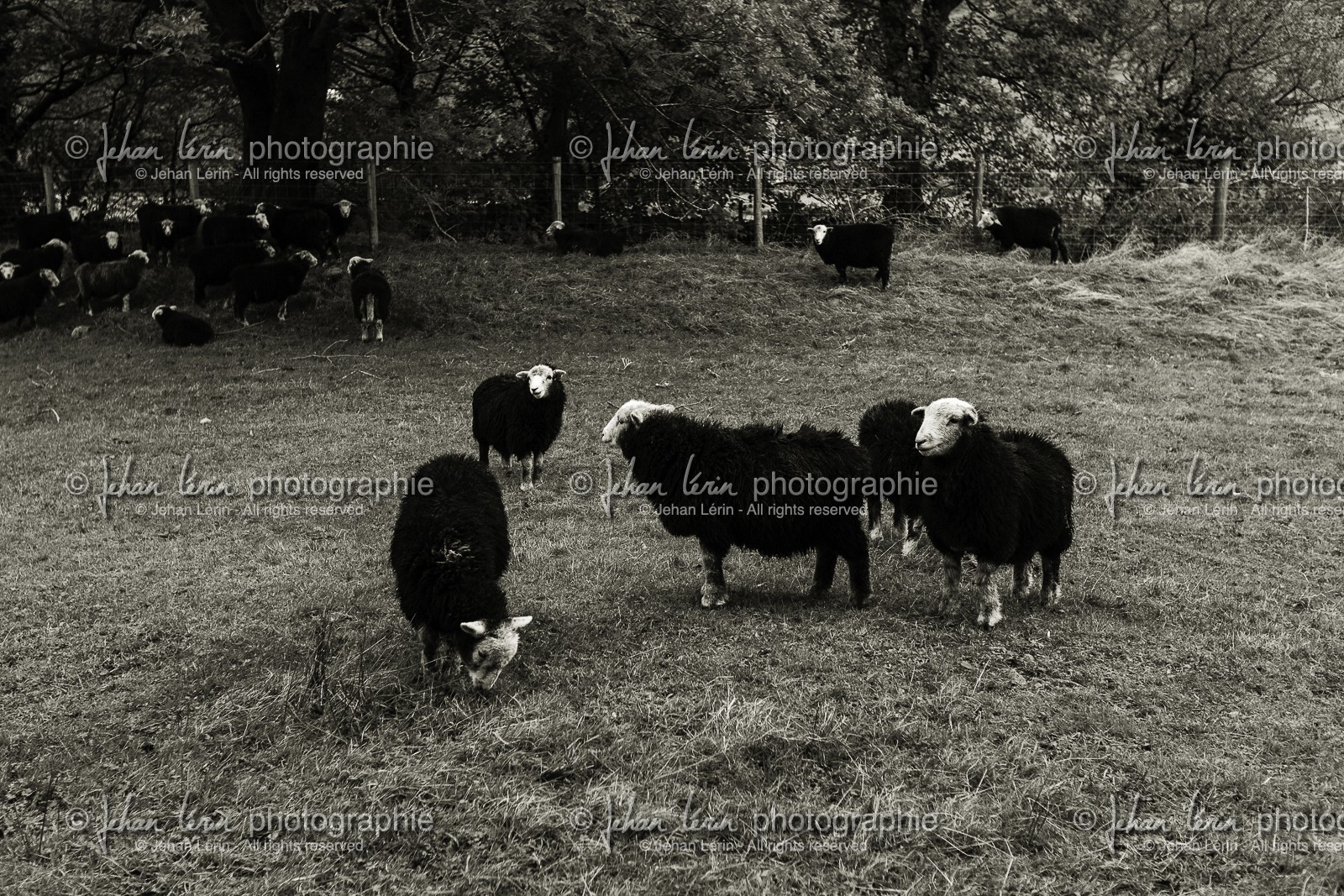 ambleside_lake-district-national-park_uk_oct-2012-2378.jpg