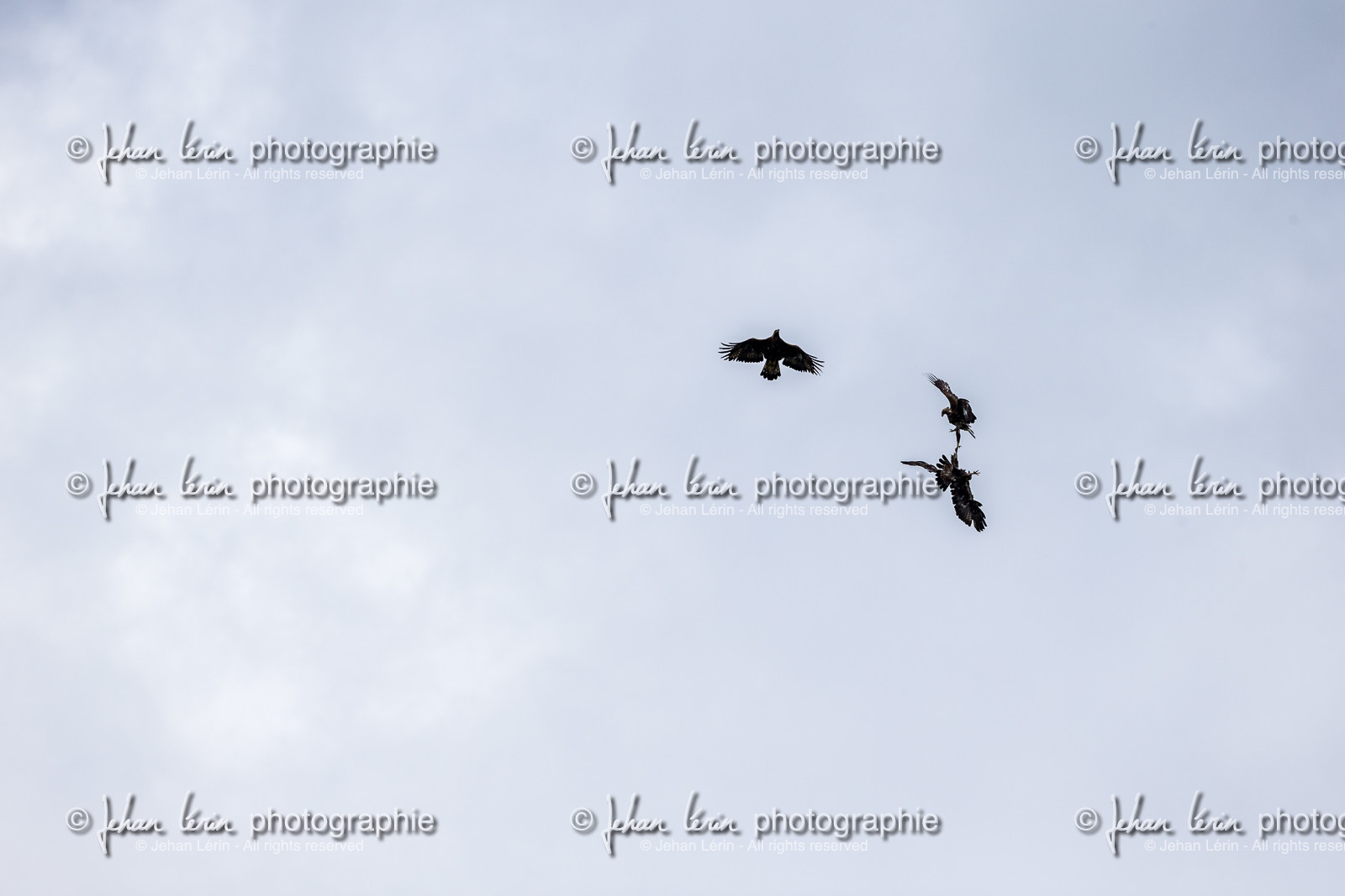 aigles-royaux_vignols_roubion_tinee_alpes-maritimes_jehan-lerin_jl_1dx_30-05-2022-0049.jpg