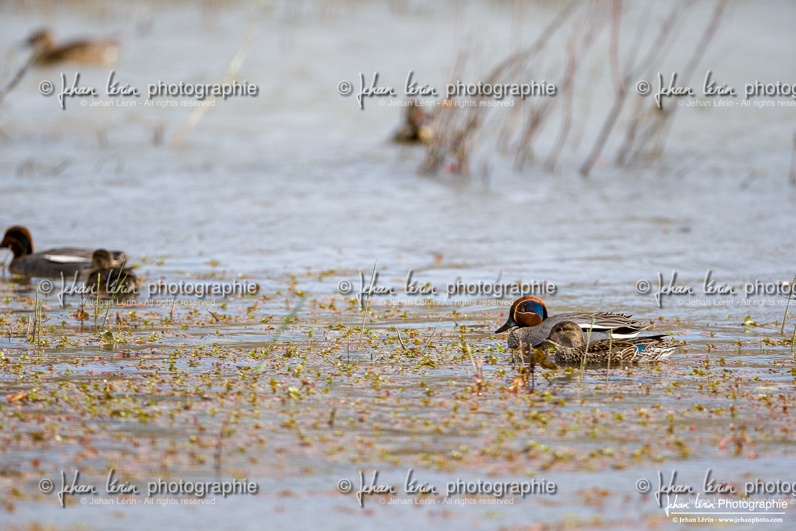 Sarcelle d'Hiver - Eurasian Teal