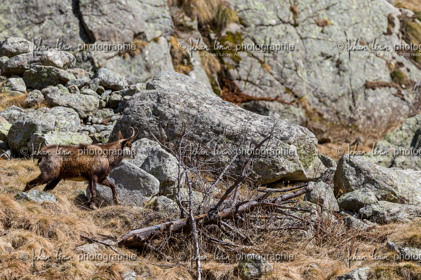 chamois_alpes-maritimes_jl_1dx_29-03-2019-0005.jpg