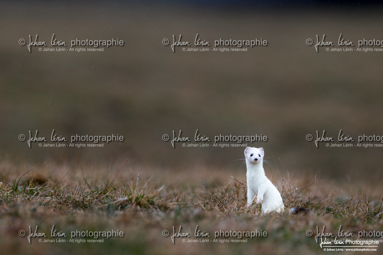 Hermine - Ermine Hermine - Ermine
